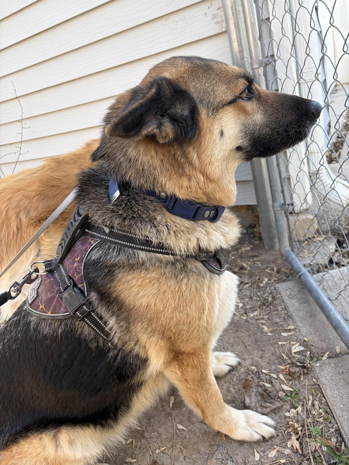 Halo Collar 5 Wireless Dog Fence & GPS Dog Collar, Keep Your Dog Safely Contained Outdoors with App-Controlled Boundaries and Real-Time Tracking, One Size, Realtree Camo customer photo 1