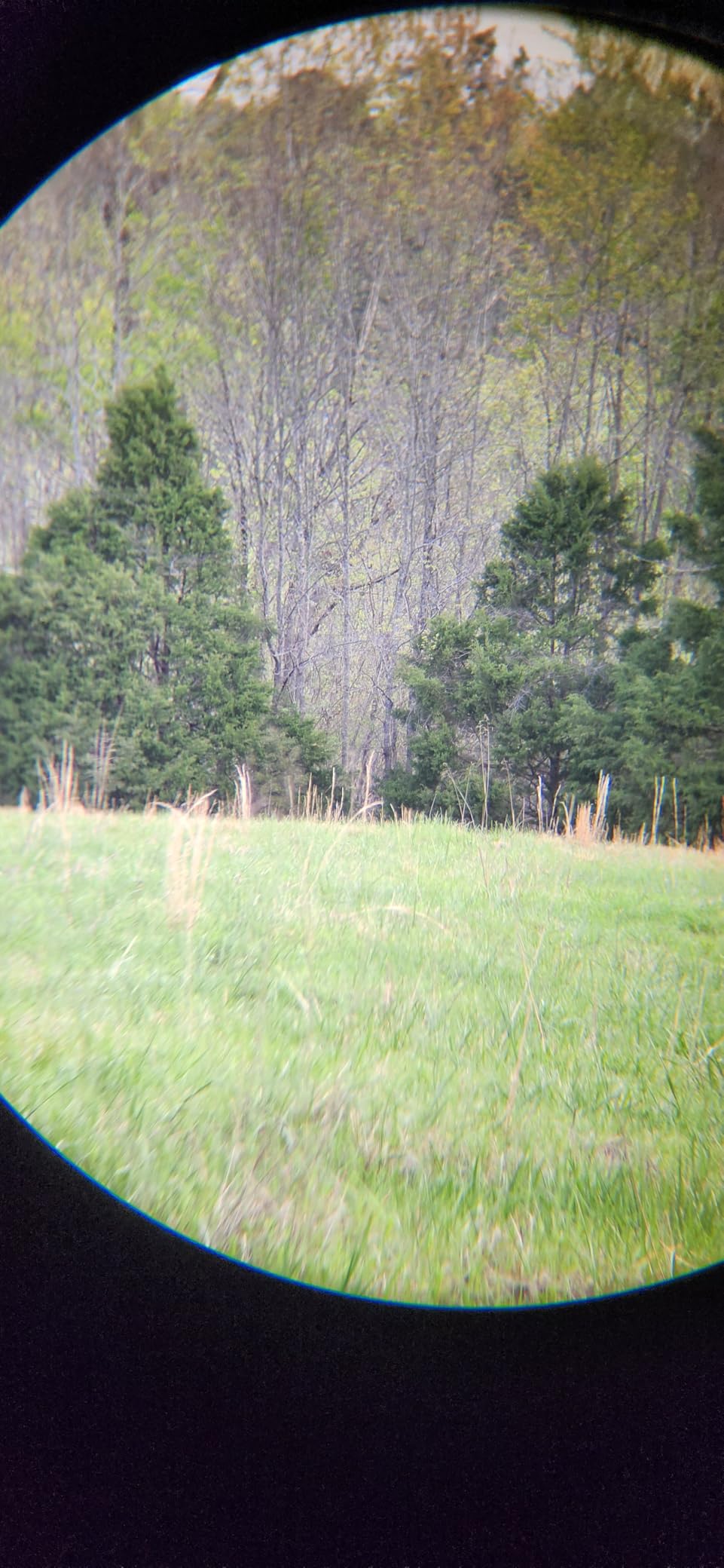 Vortex Triumph HD 12x50 Binoculars | HD Optics, Tripod Adaptable, Waterproof, Fogproof, Shockproof, Included Glasspak Harness - Unlimited, Unconditional Warranty customer photo 2