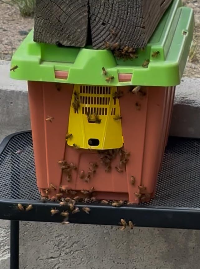 Bee Bait Swarm Lure/Attract More Honey Bees to Your Bait hive customer photo 1
