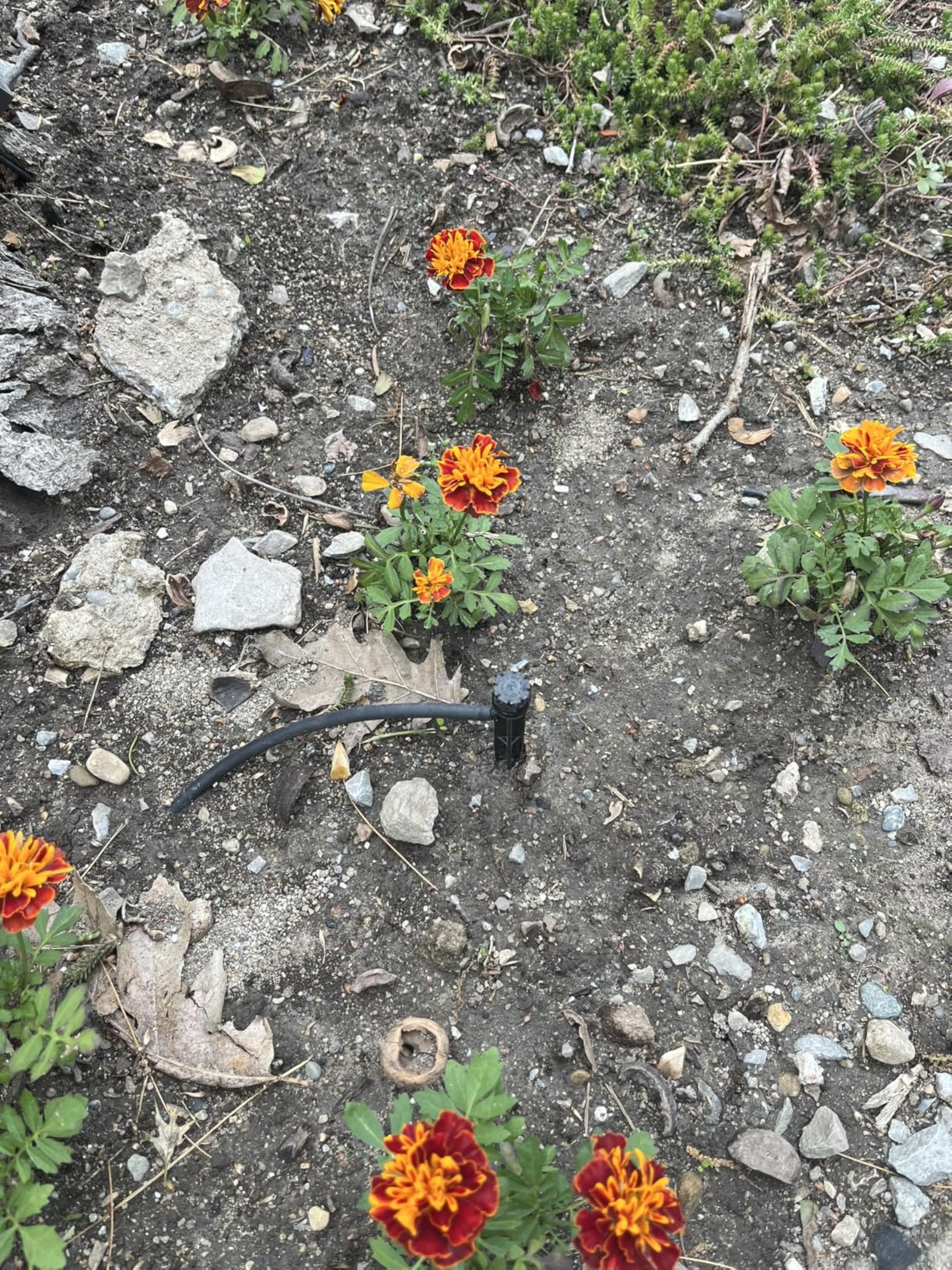 Rain Bird LNDDRIPKIT Drip Irrigation Landscape/Garden Watering Kit with Drippers, Micro-Bubblers, Micro-Sprays customer photo 2