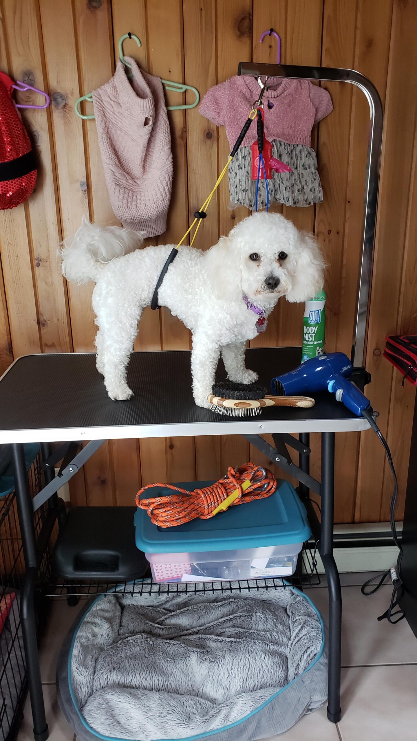 42.5 Inch Hydraulic Pet Dog Grooming Table Drying Table Heavy Duty Stainless Steel Frame with Adjustable Arm and Noose 330 lbs Capacity Height Range 21-36 Inch customer photo 1