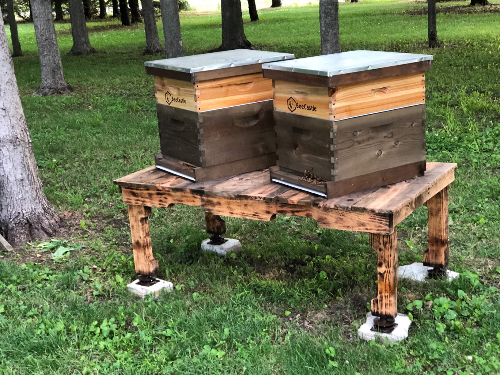 BeeCastle 10 Frame Medium Super Bee Hive Box, Langstroth Honey Bee Hive Dipped in 100% Beeswax Include Beehive Frames and Wax Foundations (Unassembled) customer photo 1