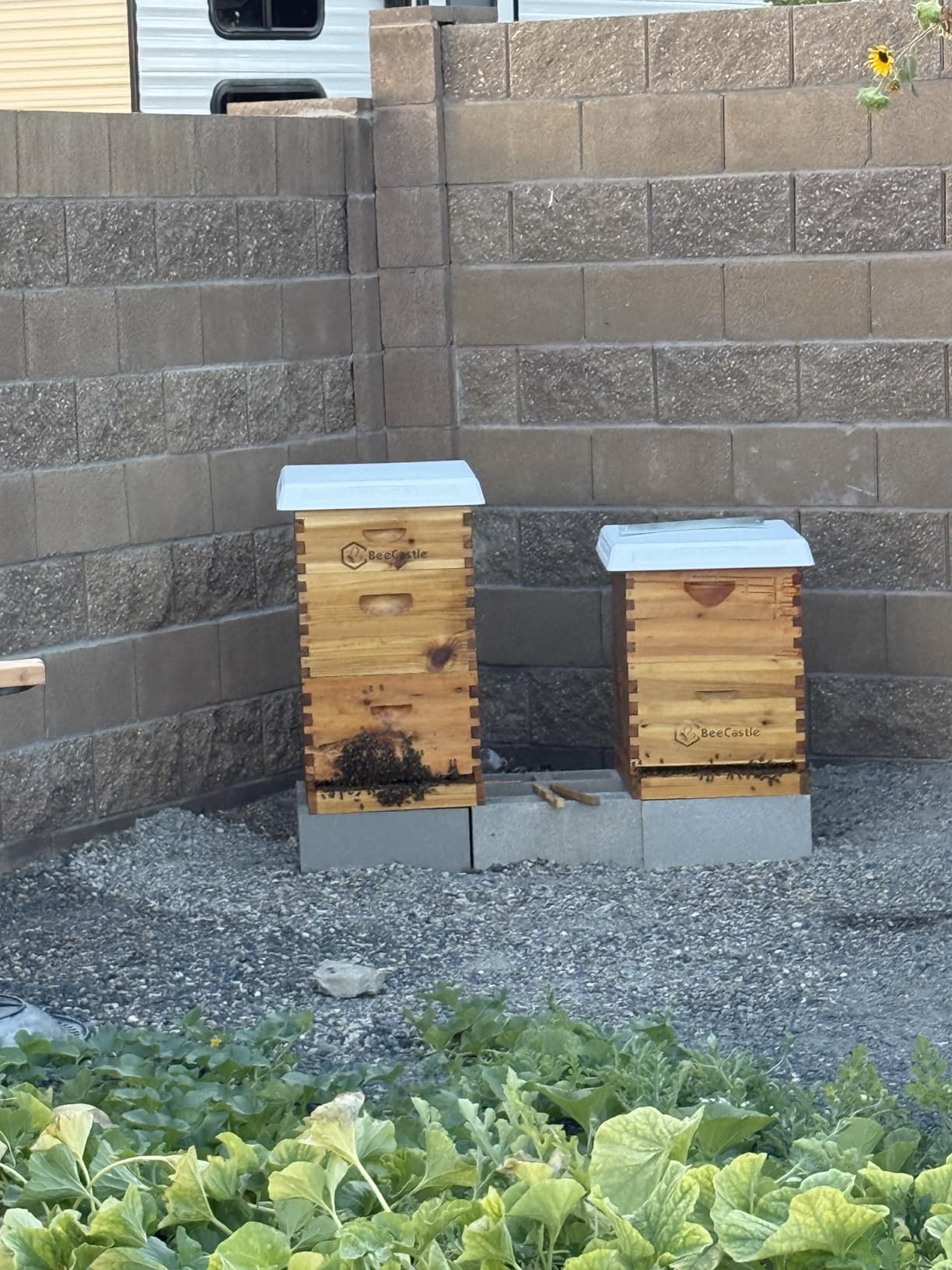 BeeCastle 10 Frame Medium Super Bee Hive Box, Langstroth Honey Bee Hive Dipped in 100% Beeswax Include Beehive Frames and Wax Foundations (Unassembled) customer photo 2