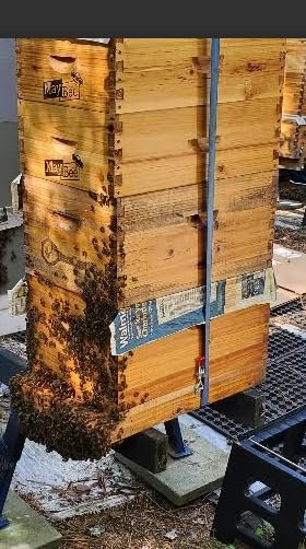 8-Frame Beehive Box Langstroth Medium Super Bee Box for Sale Wax Coated Bee Hives Includes Wooden Frames & Waxed Foundations (Unassembled) customer photo 1
