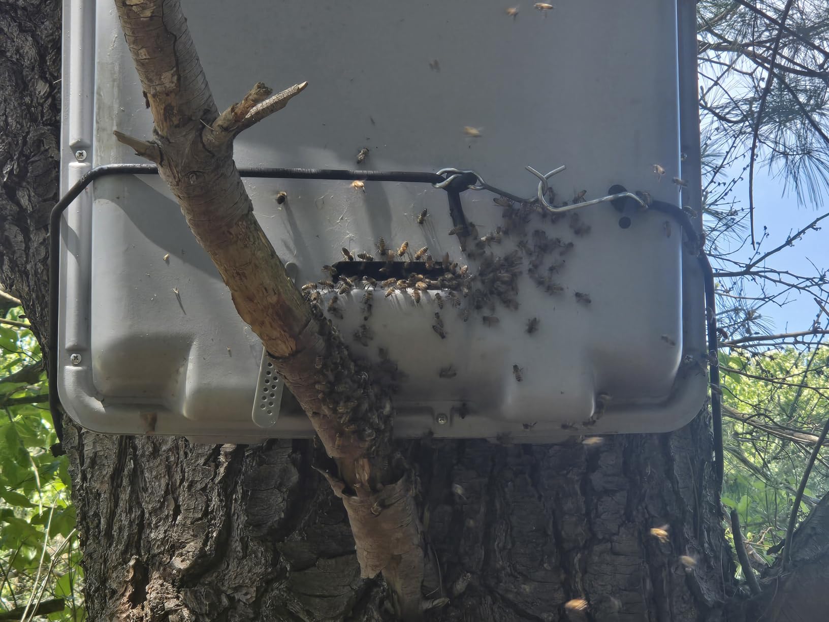 PRO Honeybee Swarm Trap - NO FRAMES - UNASSEMBLED (10 minute assembly) - Also includes tree strap & hooks customer photo 1