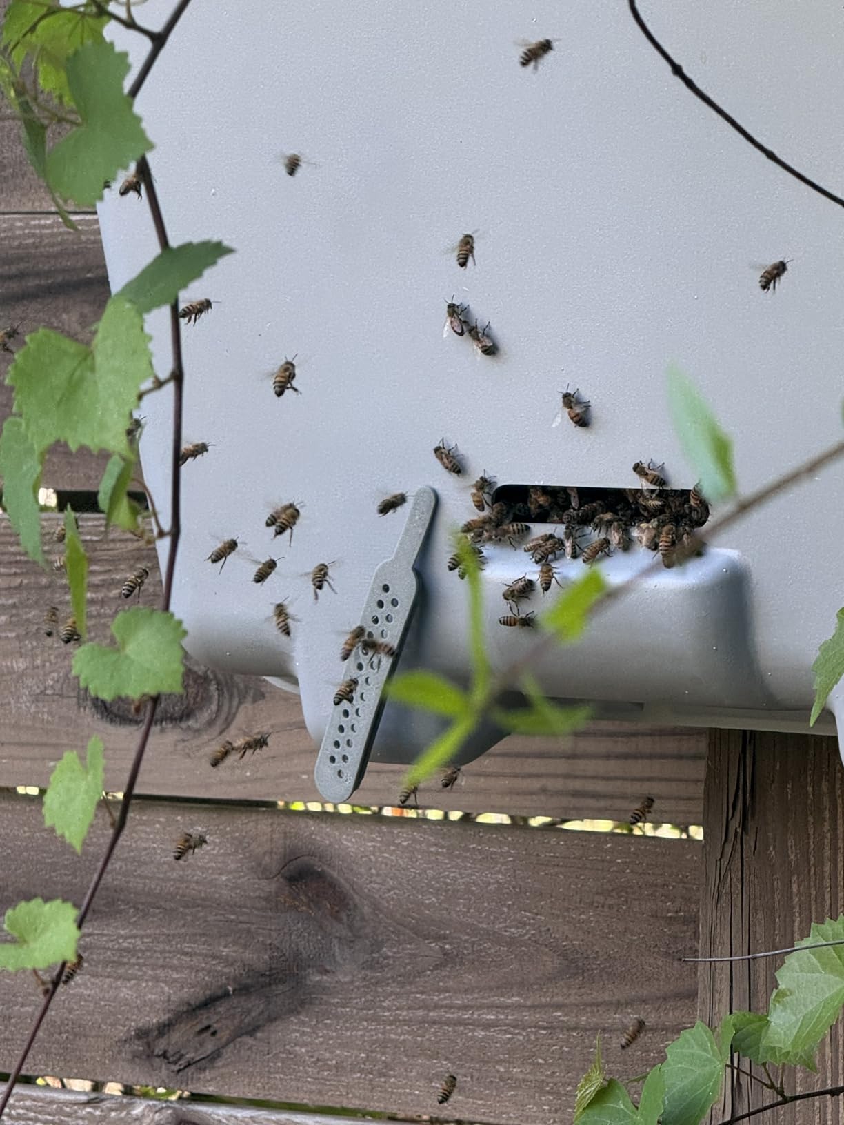 Honeybee Swarm Trap-THE INTERCEPTOR PRO Complete Kit ASSEMBLED With Frames, Foundation, Lure & REAL Beeswax Coating (also includes tree strap & hooks) customer photo 2