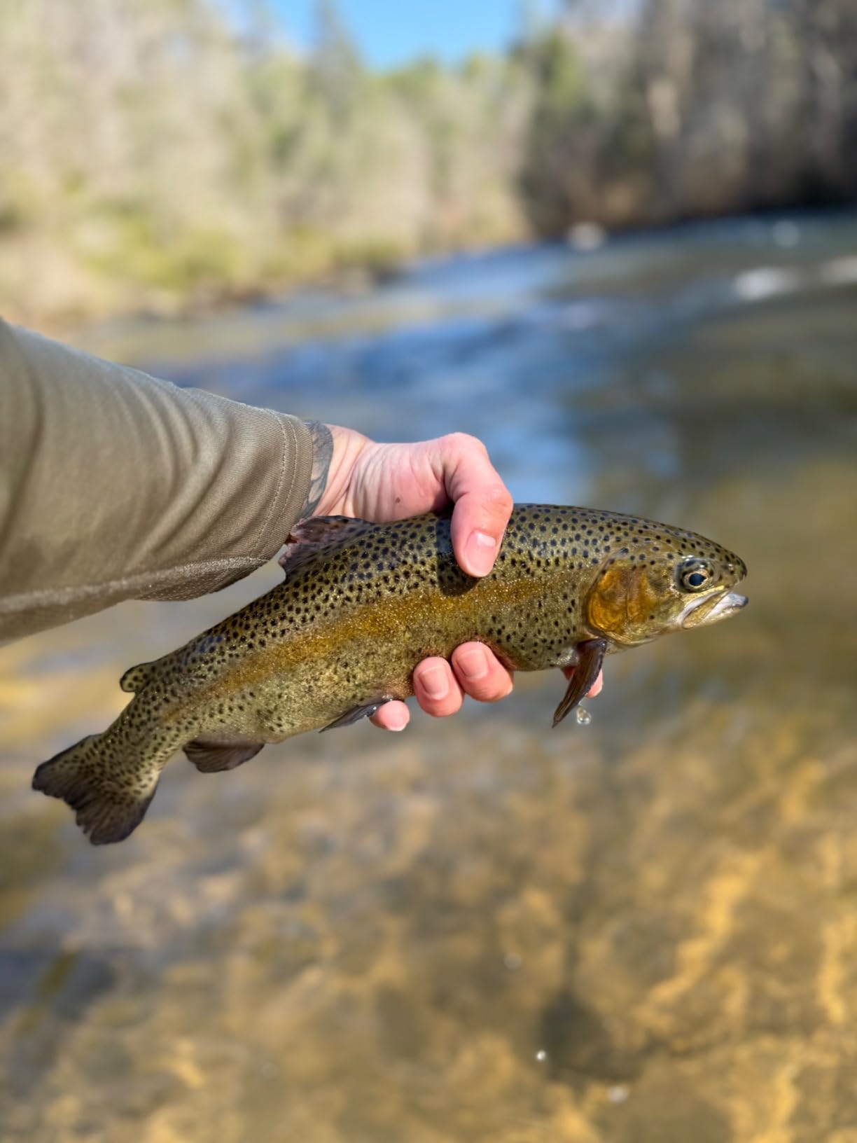 Redington Butter Stick Fly Rod with Tube, 3WT 7'0