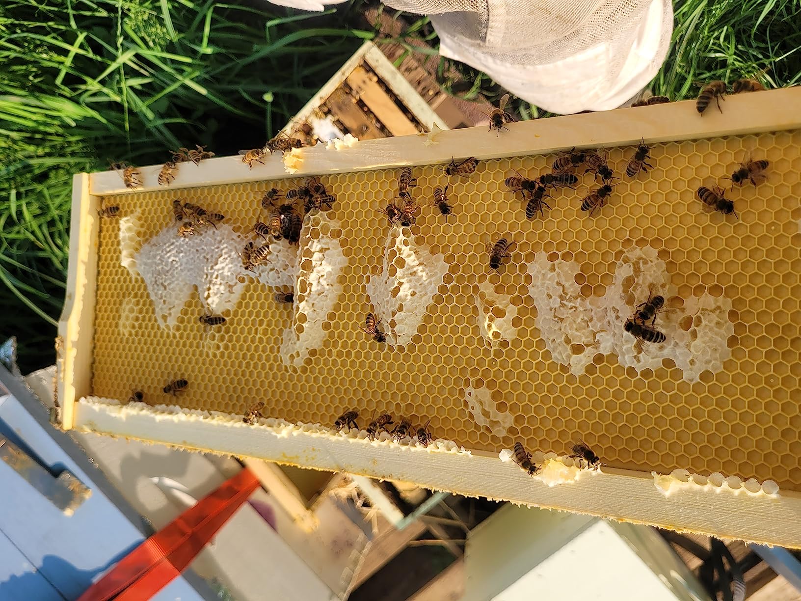 10 Frame Medium Super Box for Honey Bee Hives Beeswax Coated Langstroth Medium Bee Hive Box Includes Beehive Frames and Waxed Foundation Sheets (Unassembled) customer photo 1