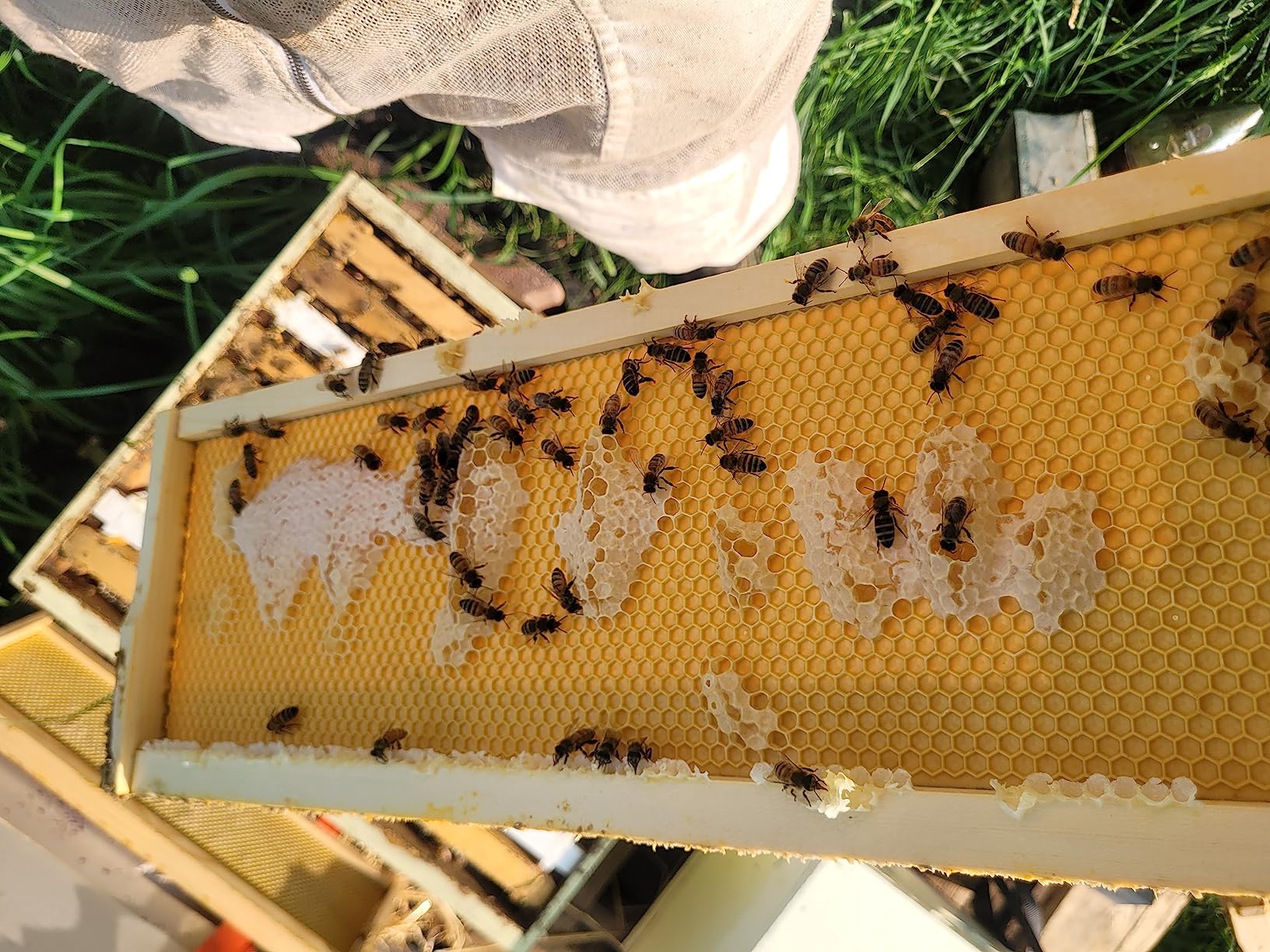 10 Frame Medium Super Box for Honey Bee Hives Beeswax Coated Langstroth Medium Bee Hive Box Includes Beehive Frames and Waxed Foundation Sheets (Unassembled) customer photo 2