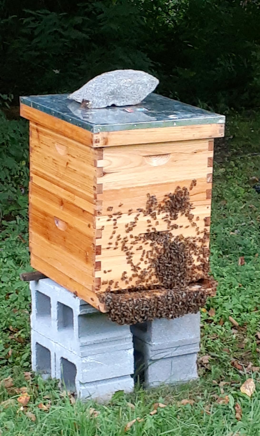 Honey Lake 10 Frame Medium Super Bee Hive Box, Langstroth Beehive Super Honey Bee Box Dipped in Beeswax Include Beehive Frames and Waxed Foundations for Beginners Beekeepers (Unassembled) customer photo 1