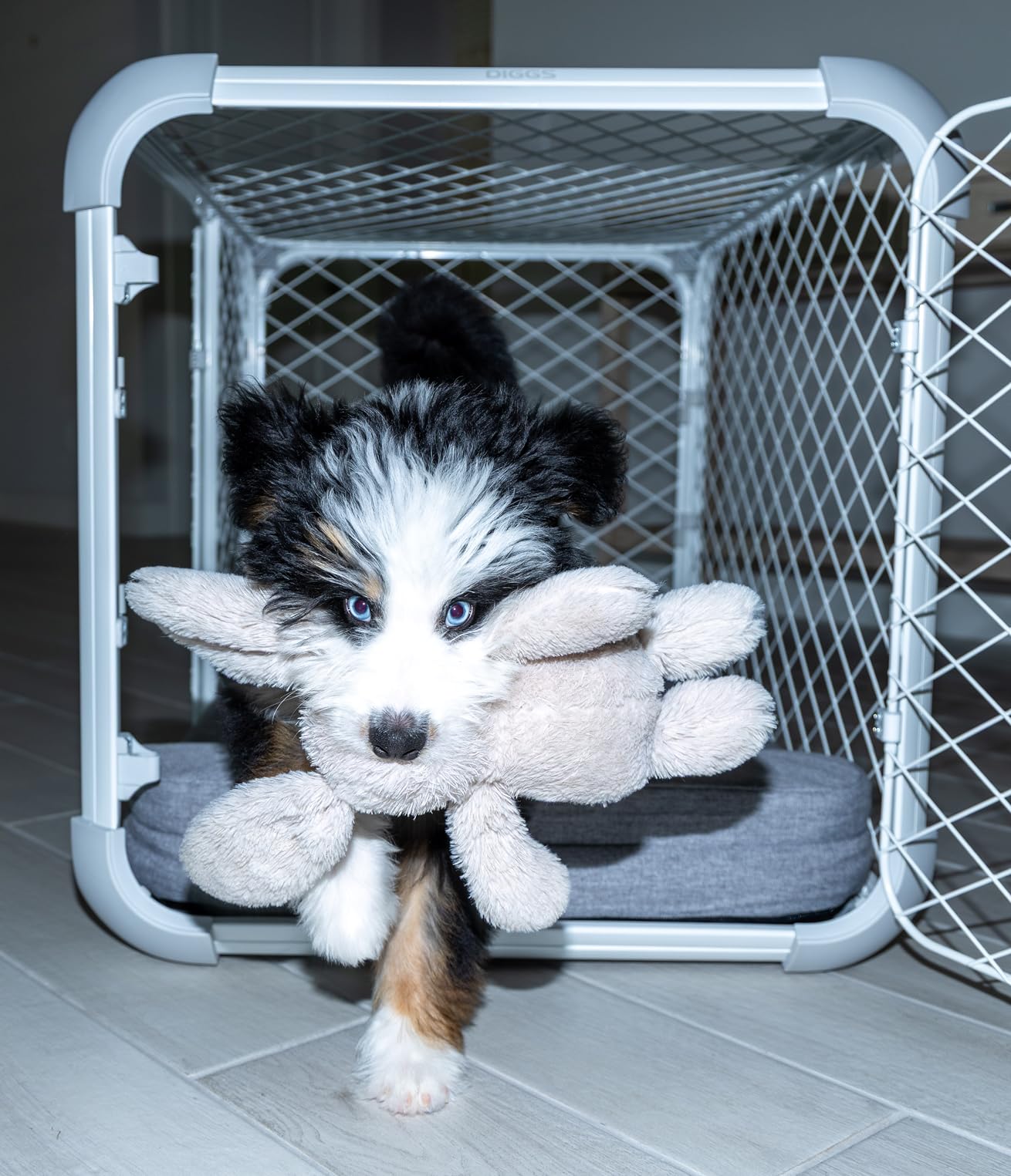 DIGGS Evolv Dog Crate - Slim, Durable Dog Kennel with Removable Ceiling Panel and Modular Design - Safe, Stylish, and Convenient (Ash, Intermediate) customer photo 1