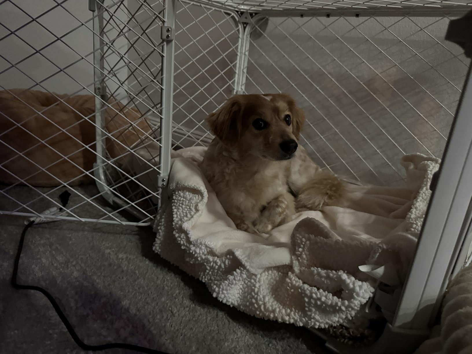 DIGGS Evolv Dog Crate - Slim, Durable Dog Kennel with Removable Ceiling Panel and Modular Design - Safe, Stylish, and Convenient (Ash, Intermediate) customer photo 2