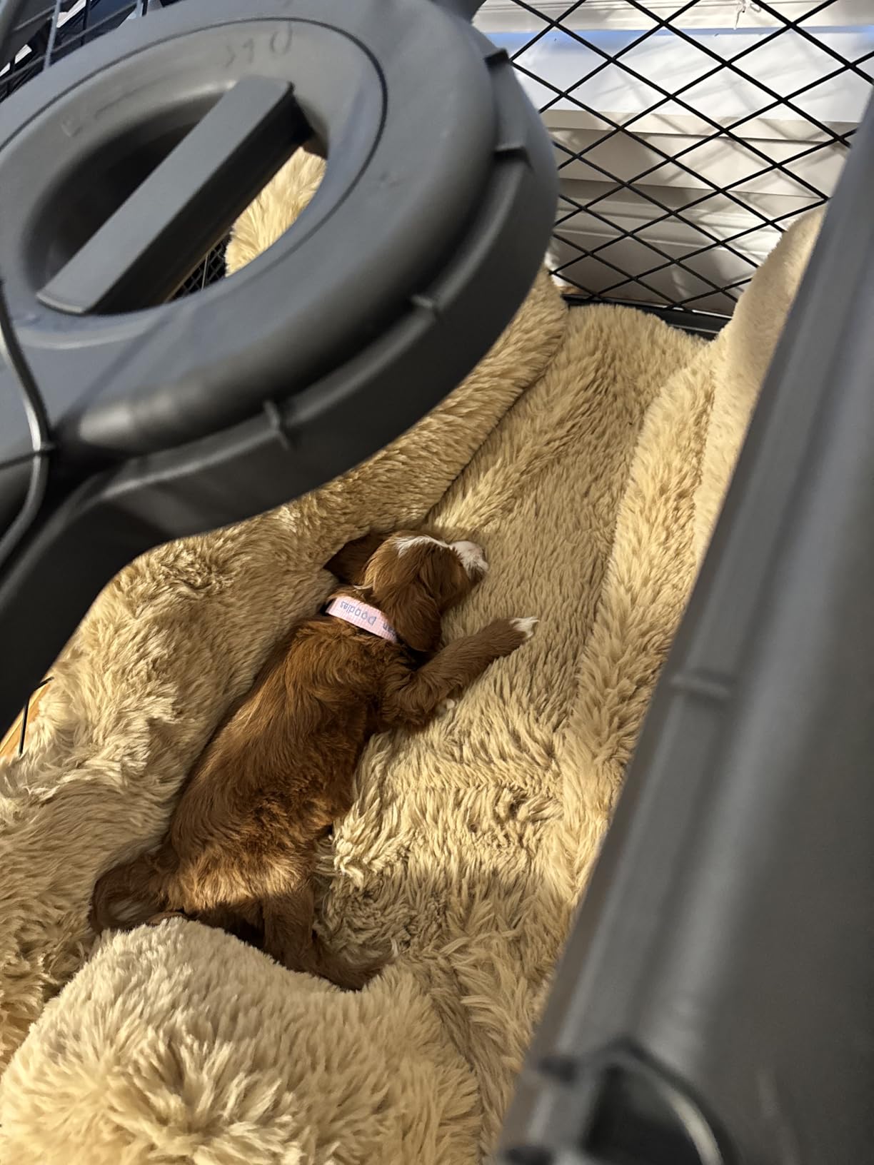 DIGGS Revol Collapsible Dog Crate with Wheels - Premium Portable Dog Crate - Safe, Stylish, and Convenient Indoor Kennel (Smoke, Medium) customer photo 2