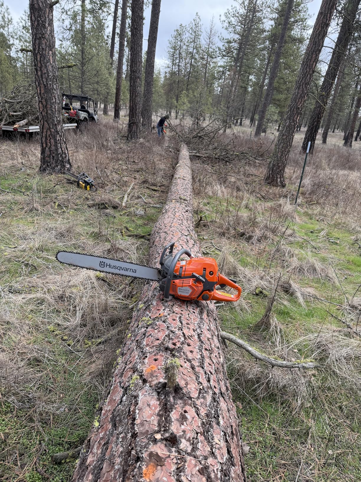 Husqvarna 555 Gas Chainsaw, 60-cc 4.16-HP 2-Cycle X-Torq Engine, 24 Inch Chainsaw with X-Cut Chain, for Felling, Limbing and Bucking Small and Midsize Trees customer photo 2