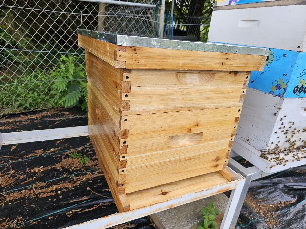 10-Frame Langstroth Medium Super Bee Hive Box, Dipped in Beeswax, Includes Wooden Frames & Waxed Foundations, Unassembled for Beginner Beekeepers customer photo 2