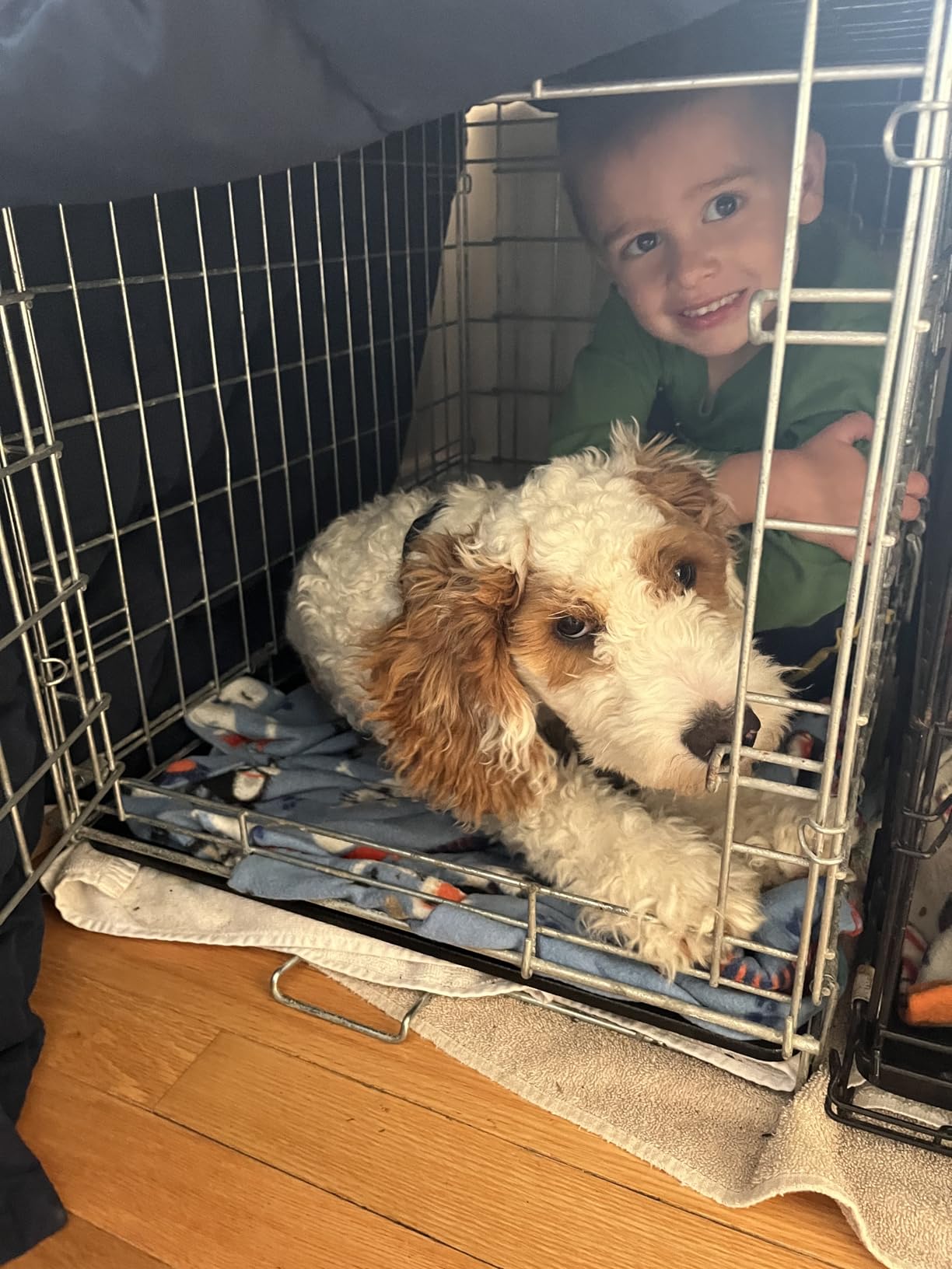 MidWest Homes for Pets 48-Inch LifeStages Crate for Extra-Large Breeds, Double Door Folding Dog Crate with Divider Panel, Leak-Proof Tray & Secure Latch customer photo 1