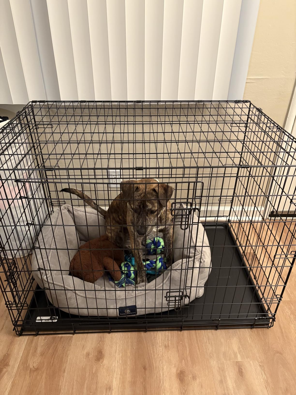 Midwest Homes for Pets 42-Inch New World Crate for Large Breeds, Double Door Folding Dog Crate, Leak-Proof Tray & Secure Latches customer photo 1