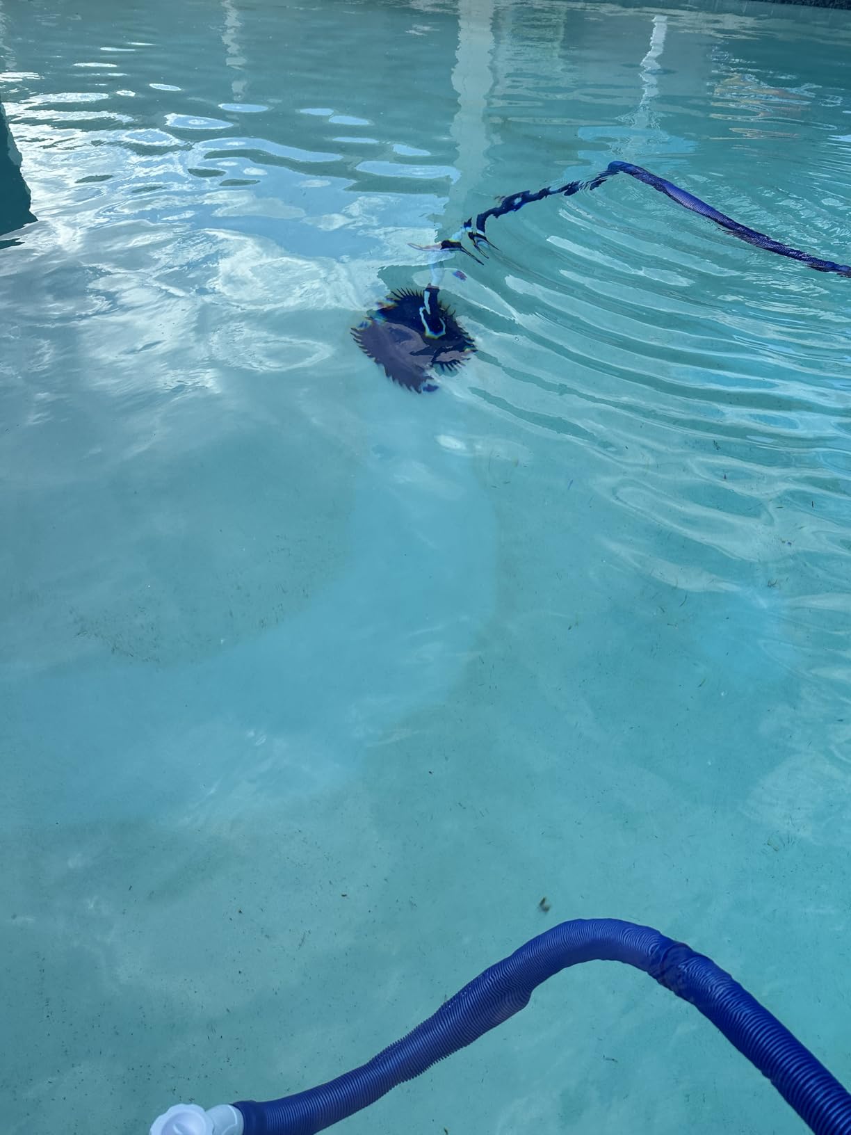 VINGLI Pool Vacuum Cleaner Automatic Sweeper Swimming Pool Creepy Crawler Vacuum with 33FT Hoses customer photo 2