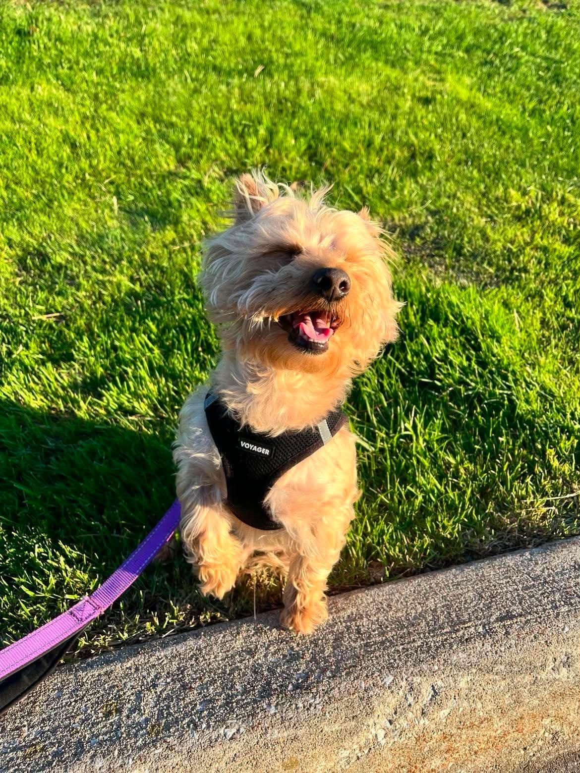 Best Pet Supplies Voyager Step-in Air Harness - All Weather Mesh, Reflective, No Pull Harness for Dogs, Cats - Secure with Hook & Loop Fastener, Buckle, Double D-Rings - Fuchsia, L customer photo 1