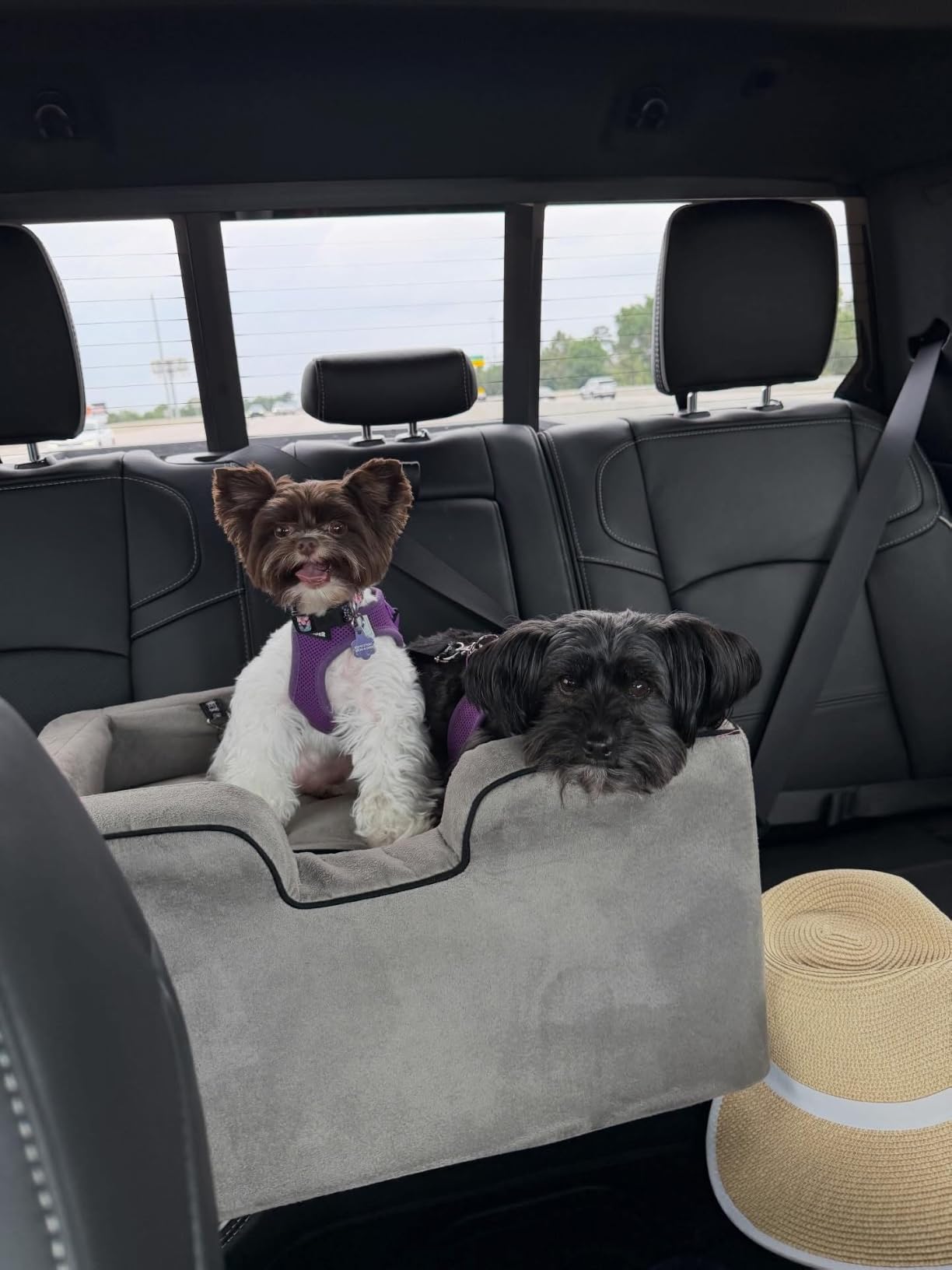 Best Pet Supplies Voyager Step-in Air Harness - All Weather Mesh, Reflective, No Pull Harness for Dogs, Cats - Secure with Hook & Loop Fastener, Buckle, Double D-Rings - Fuchsia, L customer photo 2