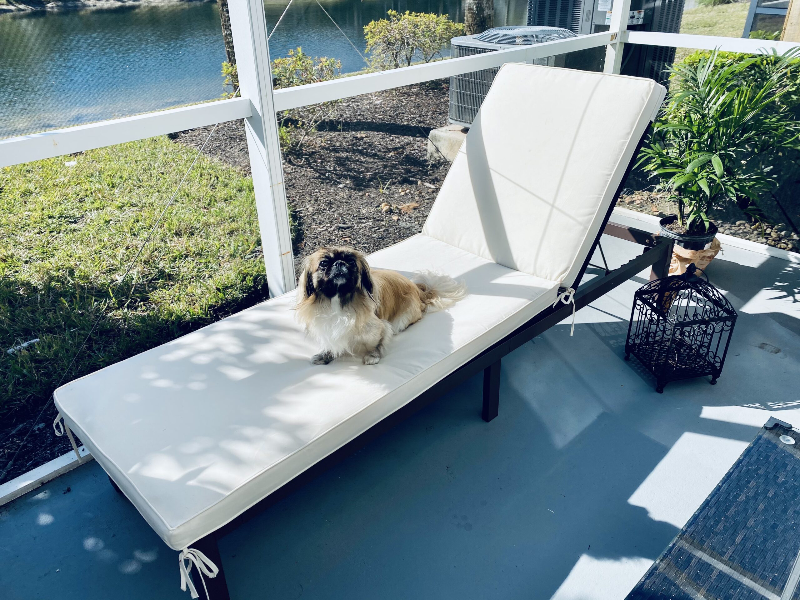 Tangkula Patio Chaise Lounge Chair, Outdoor Rattan Lounger Recliner Chair with Wheels, Wicker Chaise Chair W/Cushioned Seating, Recliner 5-Position Adjustable for Garden Patio Poolside (1, Turquoise) customer photo 1