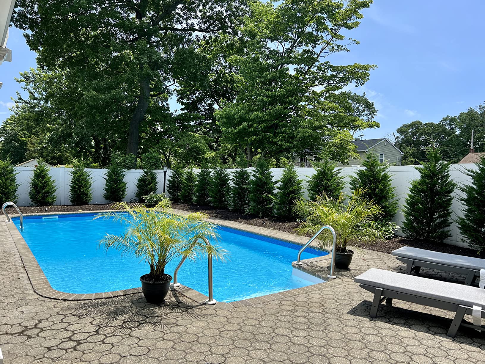 Dolphin Nautilus CC Plus Robotic Pool Vacuum Cleaner with Caddy and Classic Caddy Cover, Ideal for All Pools up to 50 FT customer photo 1