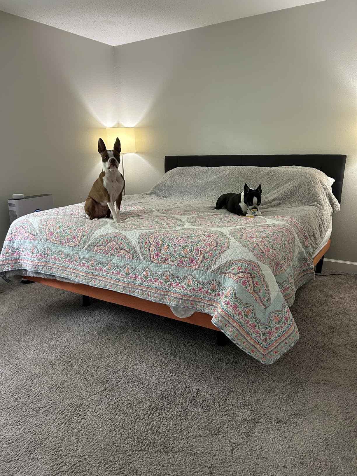 ESHINE Adjustable Bed Frame - Electric Bed Base with Massage, Wireless Remote, Ergonomic Foot&Head Incline, Zero Gravity, Dual USB Ports, Under Bed Light, Twin XL, 3000 Series customer photo 1