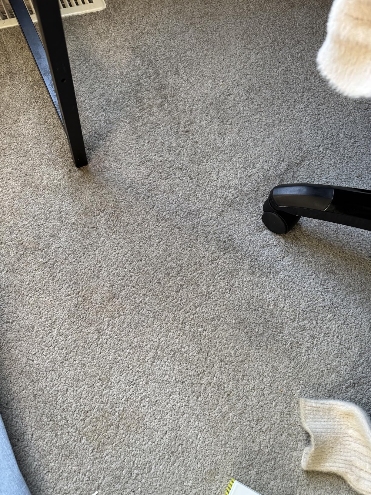 Carbona 2-in-1 Oxy-Powered Carpet Cleaner (13.5 Fl Oz), Spot Cleaner with Dual Sponge & Bristle Applicator for Targeted Cleaning, Fast Formula customer photo 1