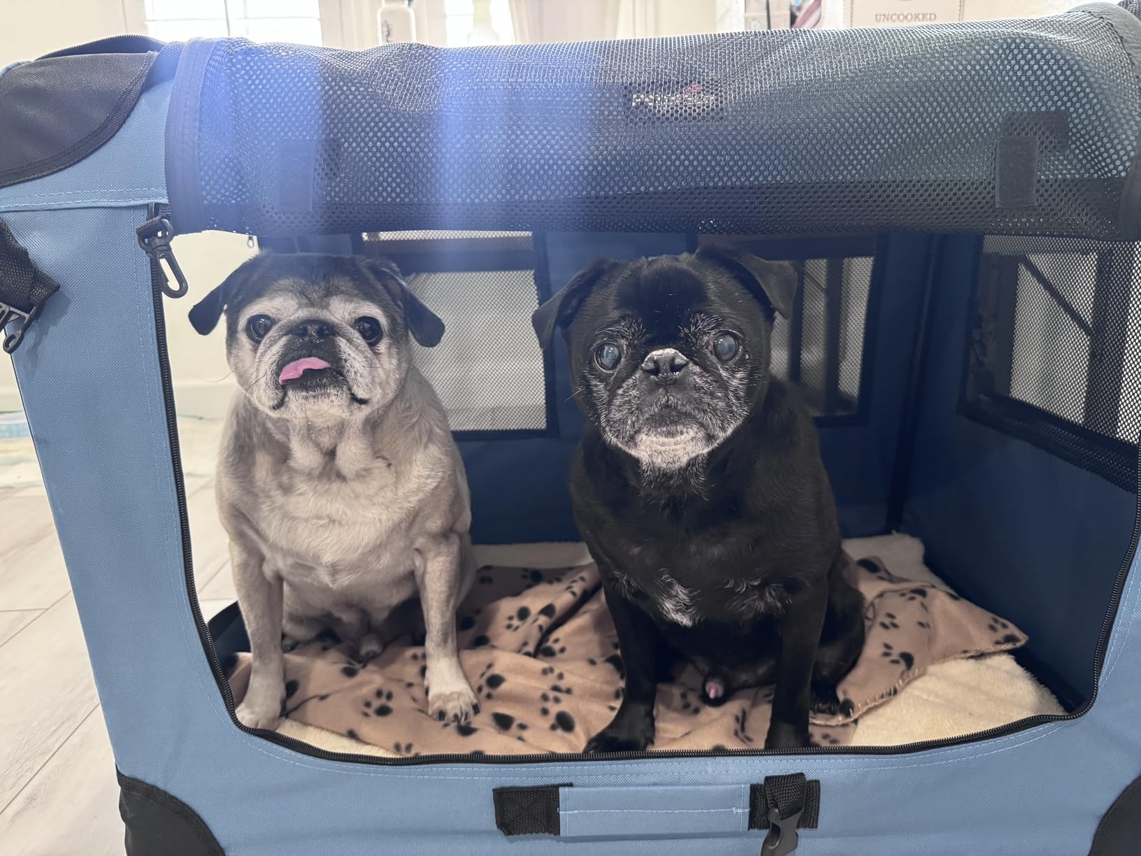 Petprsco Soft Collapsible Dog Crate, 40 inch Portable Dog Crates for Large Dogs, XL Dog Crate for Travel, 3 Door Foldable Pet Kennel with Durable Mesh Windows Indoor & Outside customer photo 1