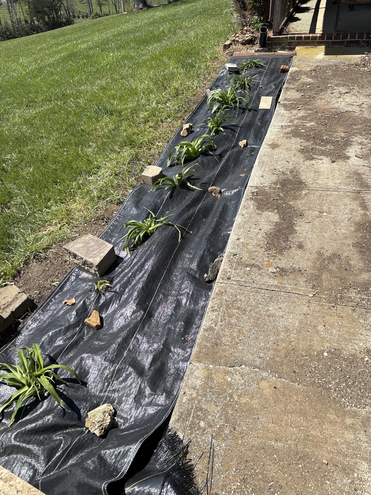 Dewitt Sunbelt Weed Barrier Fabric, 3.2 oz, 3 x 300 Feet - Heavy-Duty Ground Cover Mat for Greenhouse Floors, Garden Rows, Raised Beds, Grass and Yard Gardening, and Outdoor Landscape Protection customer photo 1