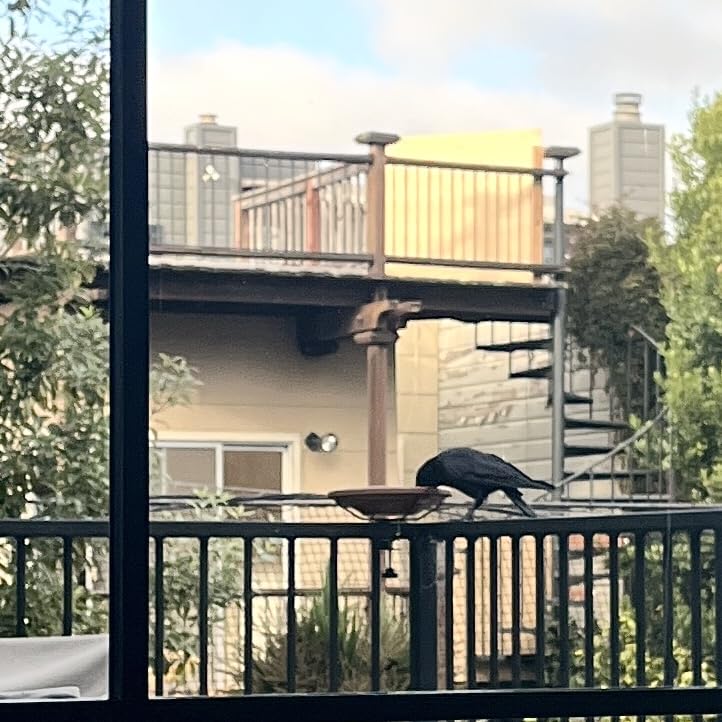 Hanizi Bird Bath Deck Mounted Bowl 12 Inches, Balcony Railing Birdbaths Unheated, Bird Bath Fence Clamp Detachable | Balcony Railing, Unheated, Fence Clamp, Detachable customer photo 2