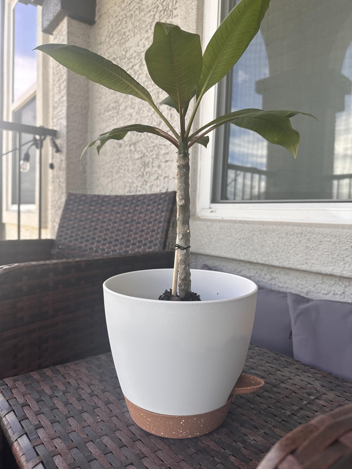 8/10/12 Inch Self Watering Pots for Indoor/Outdoor Plants - Large Plastic Planter with Drainage Holes, Water Level Indicator & Deep Reservoir, Modern Decorative Flower Pots (White) customer photo 1