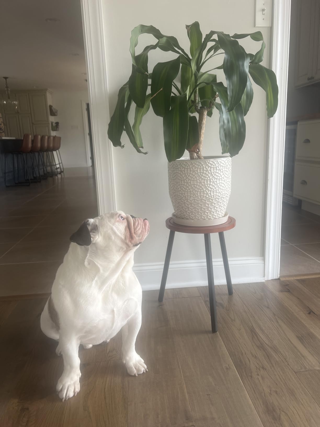 3-Pack Wood Plant Stands Indoor, Single Plant Stand for 6-12 Inch Pots, Mid-Century Modern Plant Stool, Tall Plant Stand for Large Plants Perfect Fit for Living Room, Balcony, Office customer photo 2