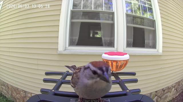 HEAPETS Bird Feeder with Camera Solar Powered, 3K HD Video, AI Bird Recognition, Auto Capture with Instant Notifications, IP65 Weatherproof, Gifts for Seniors Bird Watchers, Brown customer photo 1