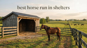 best horse run in shelters
